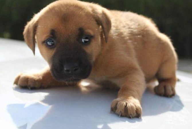 Puppies2