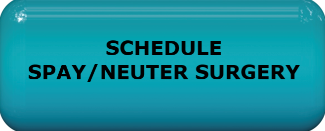 SCHEDULE SPAY NEUTER SURGERY NEW BOLD BUTTON