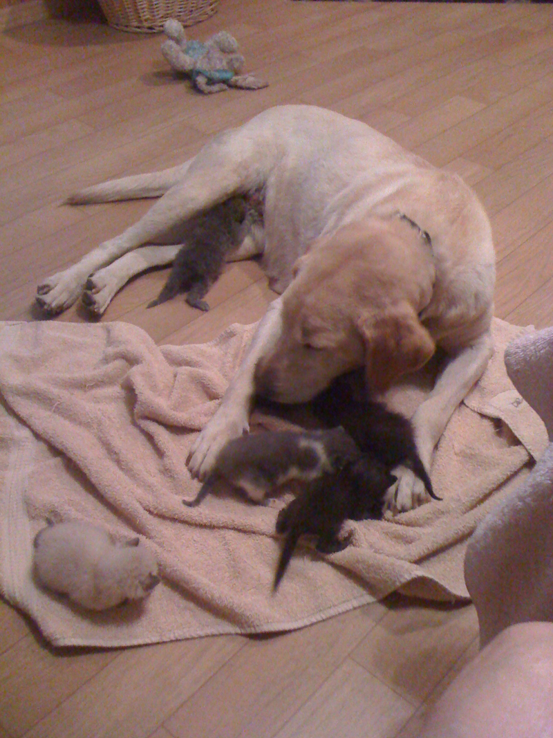 dog and kittens